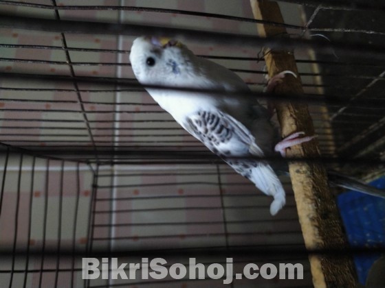 Budgerigar/বাজ্রিগার/বাদ্রি